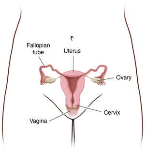 Pelvic area showing cross section of uterus, ovaries, and fallopian tubes.