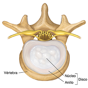 Vista superior de las vértebras y el disco.