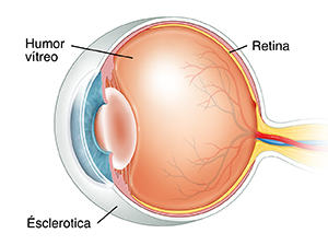 Vista de tres cuartos de corte transversal de un ojo donde se observa el humor vítreo.